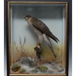 Taxidermy - a Sparrow Hawk, perched on a frosty branch, in a 19th century case, gilt slip,