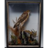 Taxidermy - a Sparrow Hawk, by R Allder, Naturalist, Newbury, standing on a log, rectangular case,