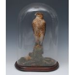 Taxidermy - a Goshawk, standing with one foot raised on a mossy bough, under glass dome, 43cm high,