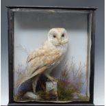 Taxidermy - a Barn Owl, by J L Travis, Taxidermist and Furrier, Bury St Edmunds,
