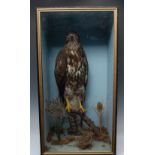 Taxidermy - a Buzzard, standing on a branch, rectangular case, gilt slip, 66cm high, 35cm wide, c.