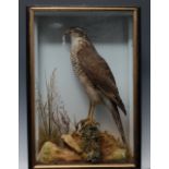 Taxidermy - a Northern Goshawk, standing under a grassy rocky mound, rectangular case 44cm x 30cm,