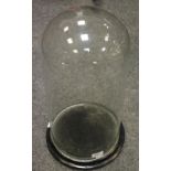 A Victorian glass dome, circular ebonised base, bun feet,
