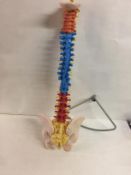 Human Anatomical Spine with Pelvic Flexible Model