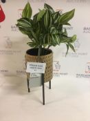 Tradescantia in Textured Pot with Stand