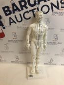 66fit Human Male Acupuncture Model - 50cm - Medical Training Teaching Aid
