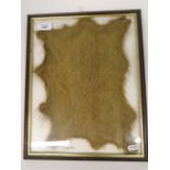 FRAMED COYPU PELT