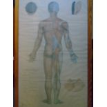 SCIENTIFIC TEACHING AID POSTER OUTLINING MERIDIANS OF THE BODY (111 X 70)CM