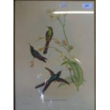 PAIR OF JOHN GOULD ILLUSTRATED LITHOGRAPHS OF BIRDS (36 X 48)CM