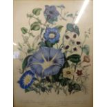 VINTAGE COLOURED PRINT OF FLOWERS