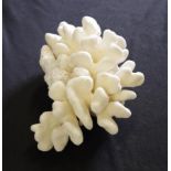 Cauliflower coral specimen