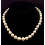 South sea "light golden' pearl necklace