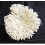 Plate coral specimen