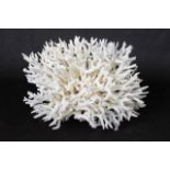 Bird's Nest coral specimen