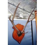 Pair mounted stag antlers