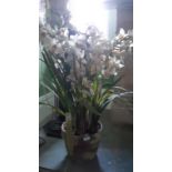 Large potted Orchid