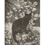 Lionel Arthur Lindsay (1874-1961) ' The Cat'