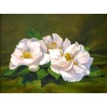 Shirley Walton (Australia) Camellias