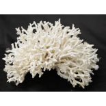 Birds Nest coral specimen