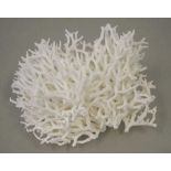 Birds nest coral specimen