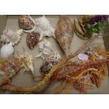 Collection of sea shells