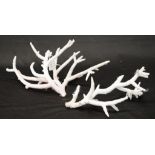 Two various Stag Horn coral specimens