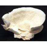 Turban coral specimen