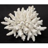 Finger coral specimen