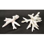 Two Stag Horn type coral specimens