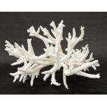 Stag Horn coral specimen