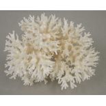 Birds nest coral specimen