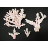 Collection coloured Finger Coral type specimens