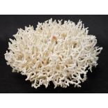 Birds Nest coral specimen