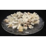 Collection of coral and shell specimens