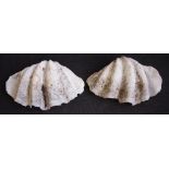 Two large clam shells