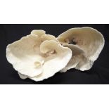Large turban coral specimen