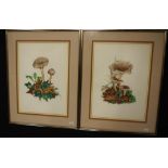 Pair framed Botanical watercolours