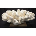 Large Cauliflower coral specimen