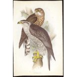 John. & E. Gould coloured lithograph