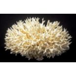 Birds Nest Coral specimen