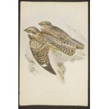 John Gould & H.C. Richter coloured lithograph