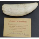 Sperm whale tooth scrimshaw