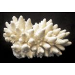 Finger coral specimen