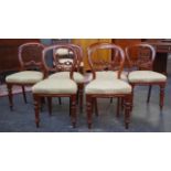 Six Victorian cedar balloon back chairs