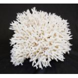 Bird's nest coral specimen