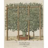 Besler, Basilius: Ficus Indica EystettenBesler, Basilius. "Ficus Indica Eystetten fis ex uno folio