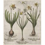 Besler, Basilius: Narcissus albus maximus calice luteo breviBesler, Basilius. "I. Narcissus albus