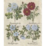 Besler, Basilius: Rosa flore albo plenoBesler, Basilius. "I. Rosa flore albo pleno. II. Rosa alba