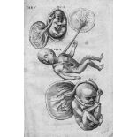 Fabricius ab Aquapendente, Hieronymus: Anatomices Et Chirurgiae In Florentissimo Gymnasio