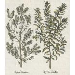 Besler, Basilius: Myrtus Tarentina - Myrtus latifolijsBesler, Basilius. "Myrtus Tarentina - Myrtus